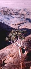Kokerboom