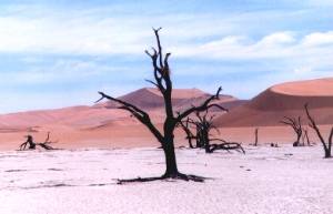 Dead Vlei