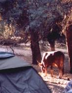 La vache