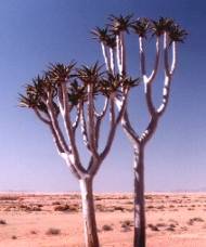 Kokerboom