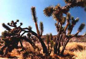 Joshua tree