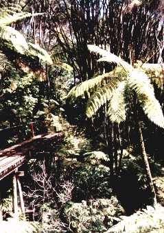 Driving Creek