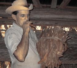 Cigare